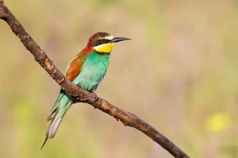 European bee-eater, merops apiaster. An early morning bird sits on a dry bran Stock Photos