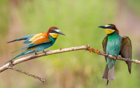 European bee-eater, merops apiaster. Two birds sit on a branch and stretch th Stock Photos