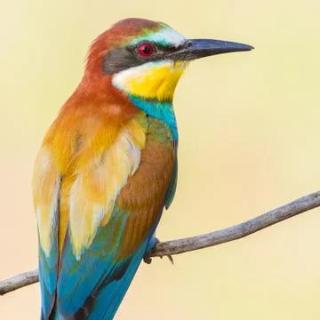 European bee-eater, merops apiaster. An early morning bird sits on a dry bran Foto stock