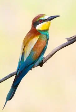 European bee-eater, merops apiaster. An early morning bird sits on a dry bran Stock Photos