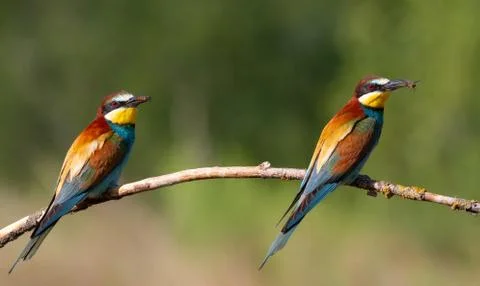 European bee-eater, merops apiaster. Two birds sit on a branch and hold prey Foto stock