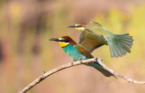 European bee-eater, merops apiaster. On an early sunny morning, a bird sits o Stock-Fotos