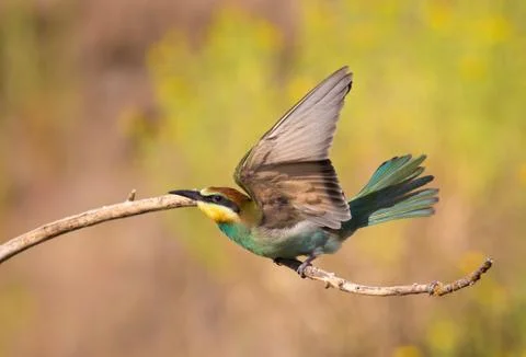 European bee-eater, merops apiaster. On an early sunny morning, a bird takes Stock Photos