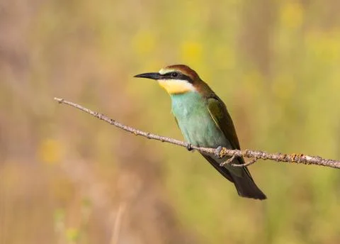 European bee-eater, merops apiaster. On an early sunny morning, a bird sits o Stock Photos