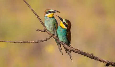European bee-eater, merops apiaster. An early sunny morning two birds are sit Foto stock