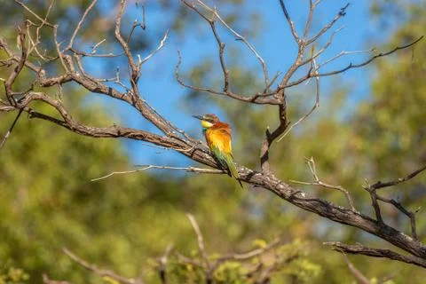 European bee-eater ( Merops apiaster ) sitting on a branch. Stock Photos
