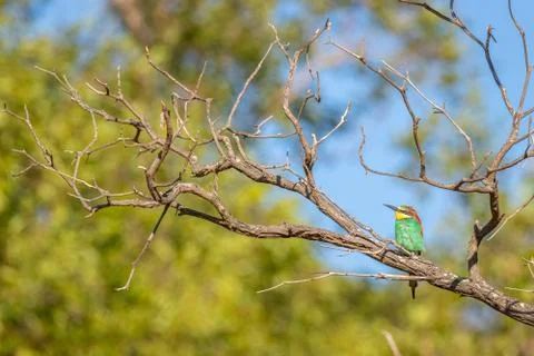 European bee-eater ( Merops apiaster ) sitting on a branch. Stock Photos