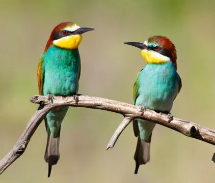 European bee-eater, merops apiaster. An early sunny morning family of birds s Stock Photos
