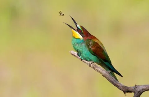 European bee-eater, merops apiaster. The bird threw a bee and catches it with Stock Photos