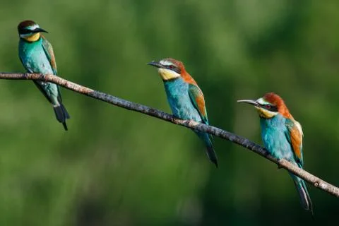 European bee-eater, merops apiaster.on Sunny morning, three birds are sitting Stockfoto's