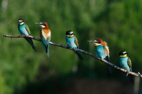 European bee-eater, merops apiaster. on a summer morning, five birds are sitt Stock Photos