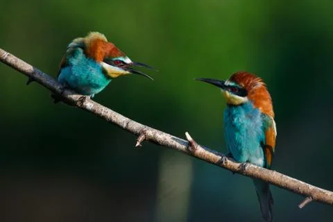 European bee eater Merops apiaster screaming at each other Stock Photos