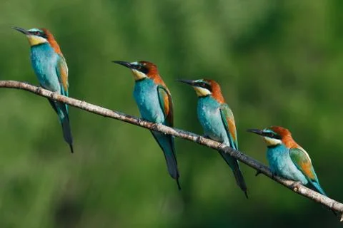 European bee-eater, merops apiaster.on a Sunny morning, four birds are sittin Stock Photos