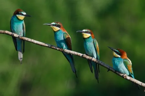 European bee-eater, merops apiaster.on a Sunny morning, four birds are sittin Stock Photos