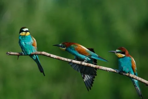 European bee-eater, merops apiaster.on Sunny morning, three birds are sitting Stock Photos
