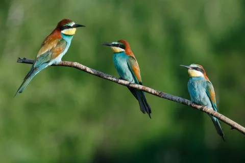 European bee-eater, merops apiaster.on Sunny morning, three birds are sitting Stock Photos