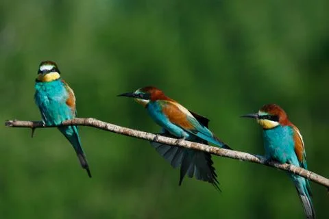 European bee-eater, merops apiaster.on Sunny morning, three birds are sitting Stock Photos