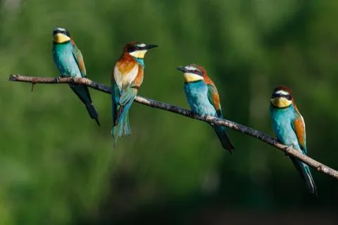 European bee-eater, merops apiaster.on a Sunny morning, four birds are sittin Stock Photos