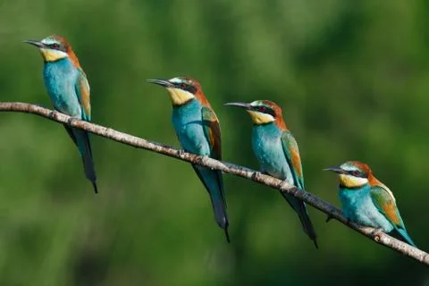 European bee-eater, merops apiaster.on a Sunny morning, four birds are sittin Stock Photos