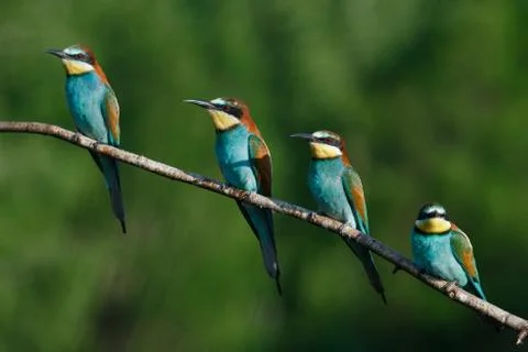 European bee-eater, merops apiaster.on a Sunny morning, four birds are sittin Stock Photos