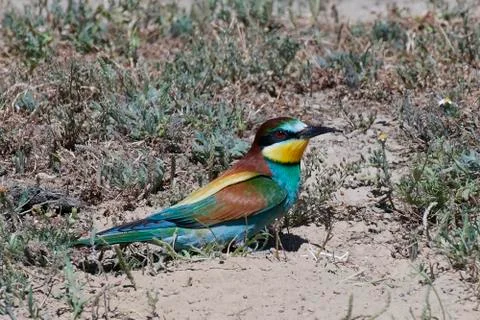 European bee-eater (Merops apiaster) Stock Photos