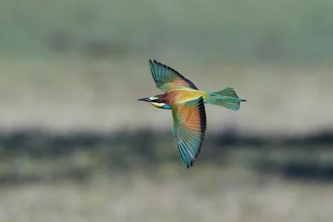 European bee-eater (Merops apiaster) Stock Photos