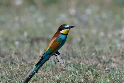 European bee-eater (Merops apiaster) Stock Photos