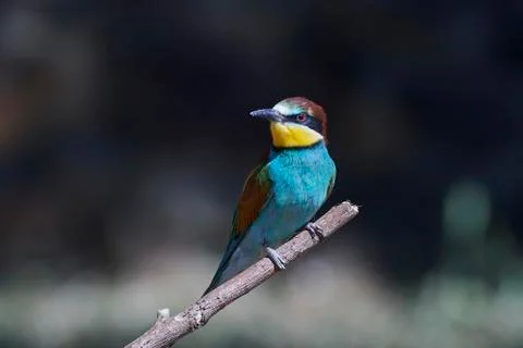 European bee-eater (Merops apiaster) Stock Photos