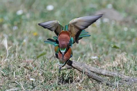 European bee-eater (Merops apiaster) Stock Photos