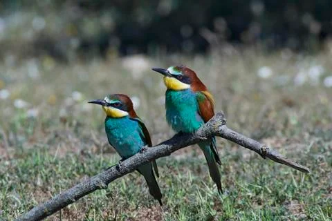 European bee-eater (Merops apiaster) Stock Photos