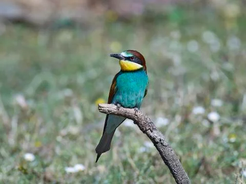 European bee-eater (Merops apiaster) Stock Photos