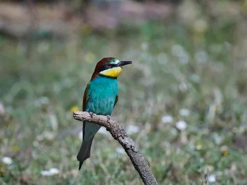 European bee-eater (Merops apiaster) Stock Photos