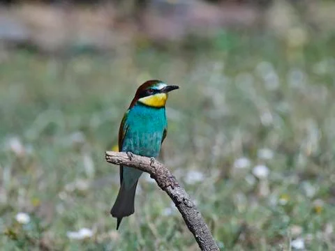 European bee-eater (Merops apiaster) Stock Photos