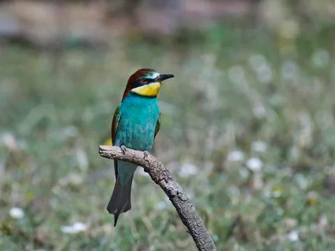 European bee-eater (Merops apiaster) Stock Photos