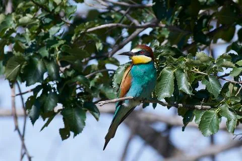 European bee-eater (Merops apiaster) Stock Photos