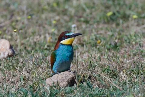 European bee-eater (Merops apiaster) Stock Photos