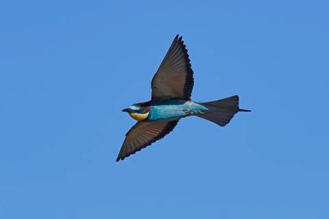 European bee-eater (Merops apiaster) Stock Photos