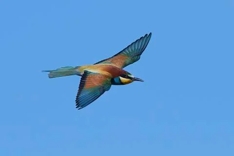 European bee-eater (Merops apiaster) Stock Photos