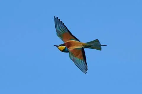 European bee-eater (Merops apiaster) Stock Photos