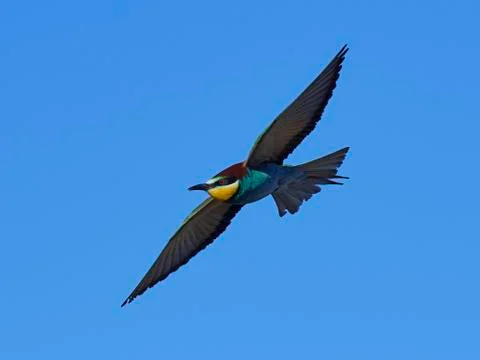 European bee-eater (Merops apiaster) Stock Photos