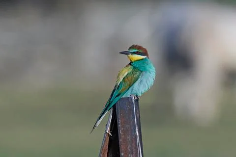 European bee-eater (Merops apiaster) Stock Photos