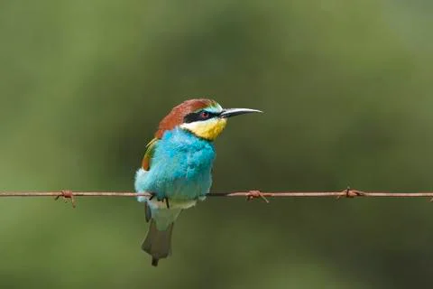 European bee-eater (Merops apiaster) Stock Photos