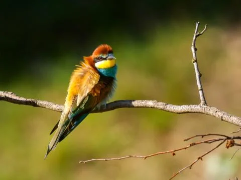 European bee-eater (Merops apiaster) on the branch Stock Photos