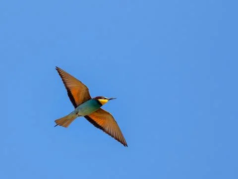 European bee-eater (Merops Apiaster) flying Stock Photos