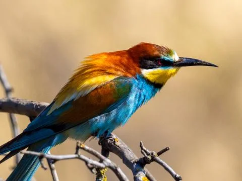 European bee-eater (Merops apiaster) on the branch Stock Photos