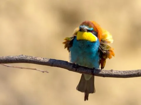 European bee-eater (Merops apiaster) on the branch Stock Photos