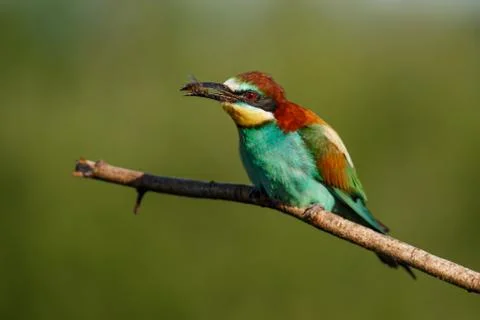 European bee-eater, merops apiaster. The bird is sitting on a beautiful branc Stock Photos