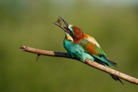 European bee-eater, Merops apiaster. The most colorful bird of Eurasia. The b Stock Photos
