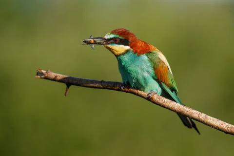 European bee-eater, merops apiaster. The bird is sitting on a beautiful branc Stock Photos