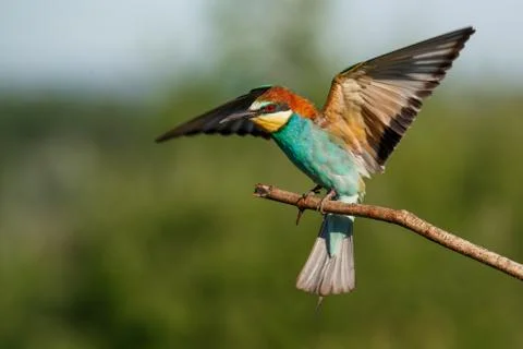 European bee-eater, merops apiaster. The bird is sitting on a beautiful branc Stock Photos